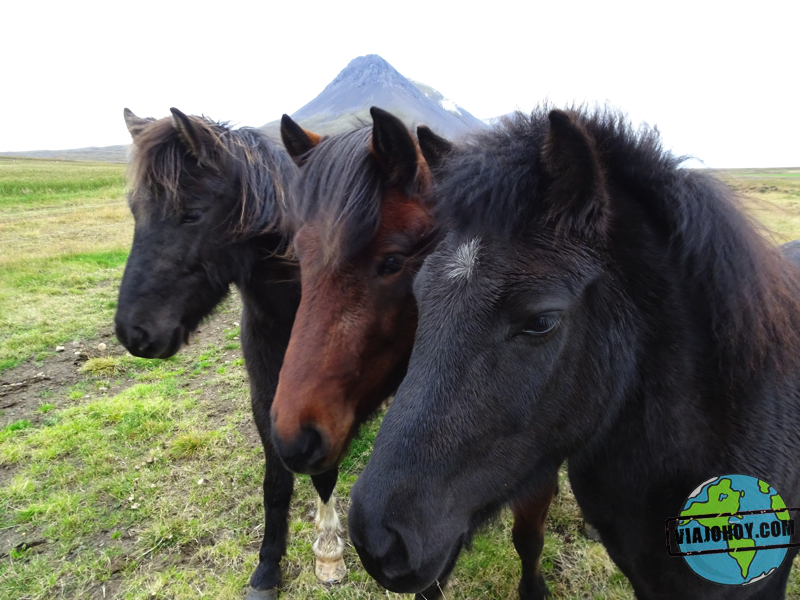 caballos--Islandia-viajohoy1 copy