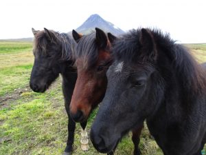 caballos--Islandia-viajohoy1