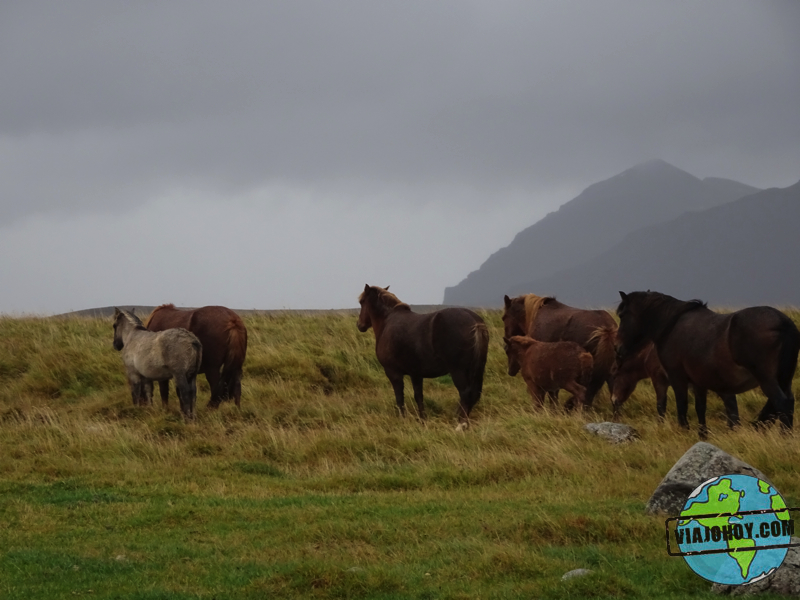 caballos--Islandia-viajohoy2 copy