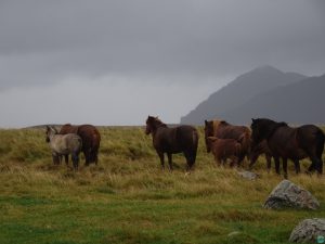 caballos--Islandia-viajohoy2