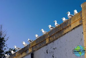 visita-Essaouira-marruecos-viajohoy9