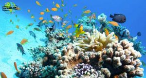 snorkel-islas-turcas-y-caicos
