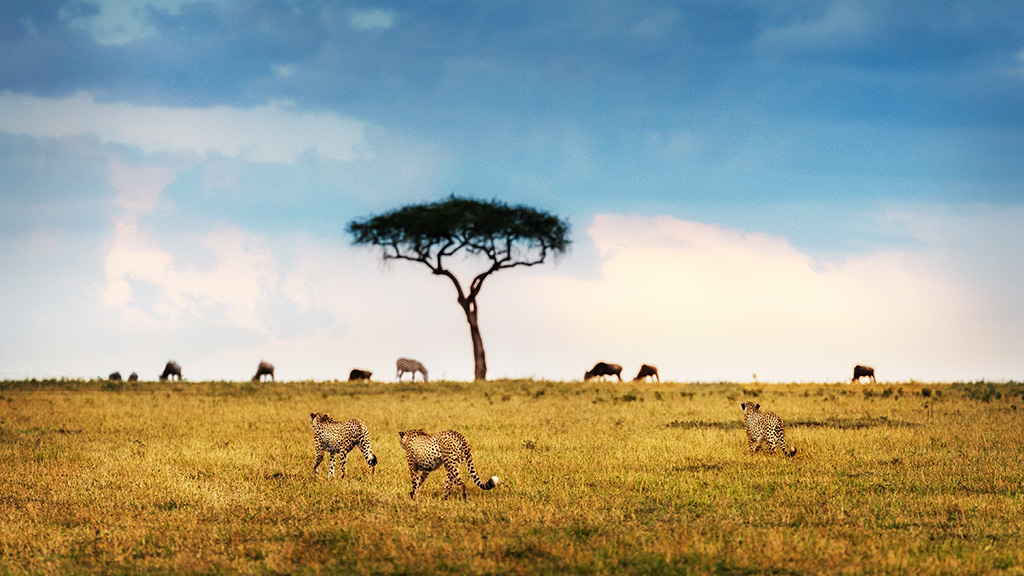 Safaris en Tanzania